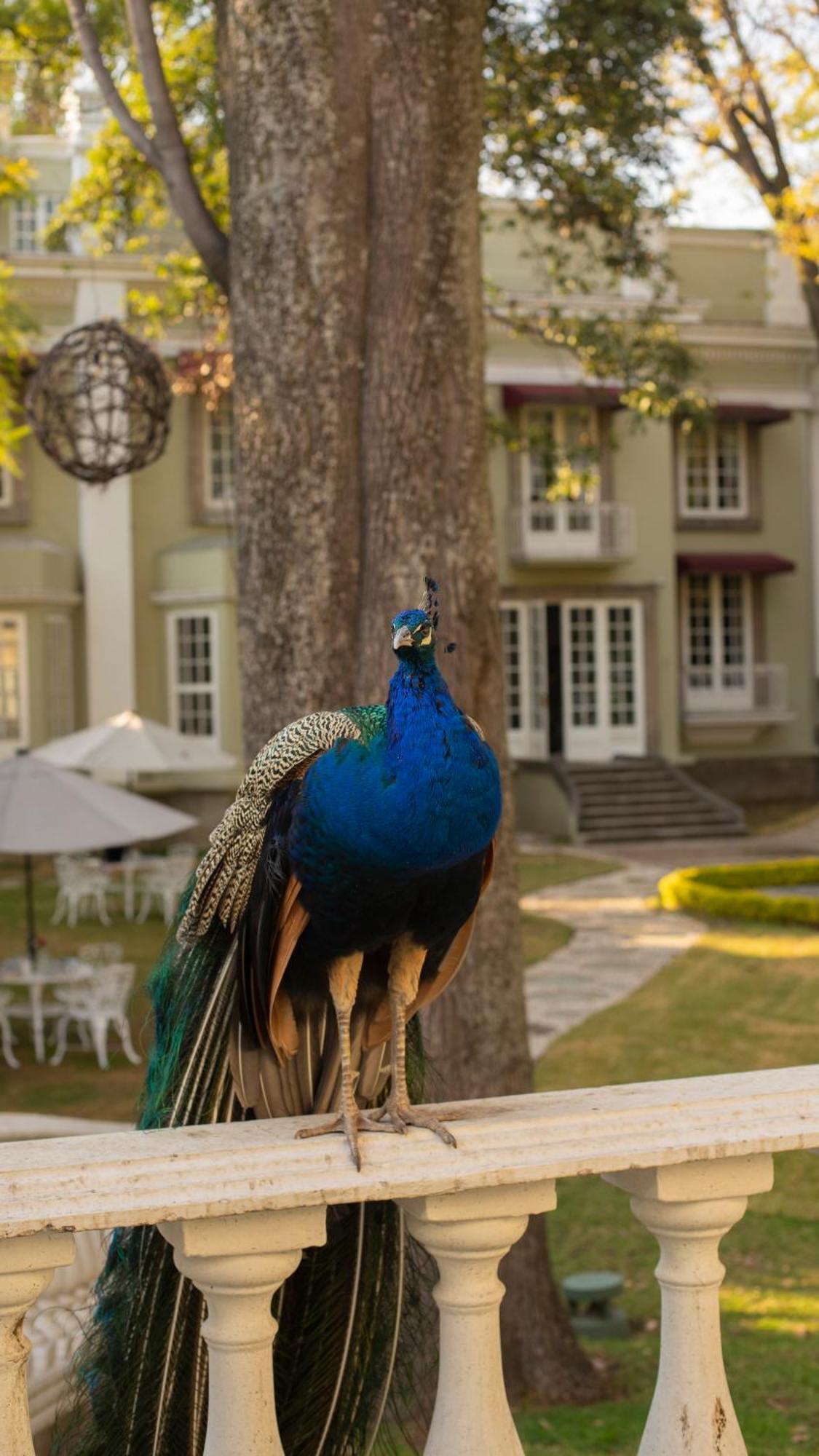 Bed and Breakfast Mansion Papilio Мехіко Екстер'єр фото